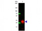 Anti-Human IgG F(c)  Secondary Antibody